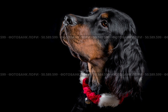 Young Gordon Setter portrait on black with Christmas accessories. Стоковое фото, агентство Ingram Publishing / Фотобанк Лори