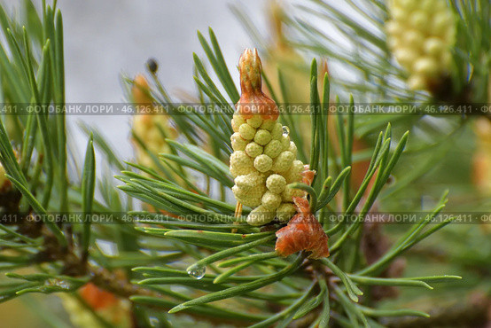 Young male cones of the Scots pine. Стоковое фото, фотограф Володина Ольга / Фотобанк Лори
