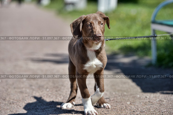 Young medium-sized puppy on a leash. The dog is standing on an asphalt path on a sunny day, against the backdrop of green grass and park elements. The puppy has short, smooth, chocolate-colored hair with white markings on the chest and paws. The ears are large and slightly drooping, the muzzle has an expressive, attentive look. The photo conveys the atmosphere of a walk, caring for the pet and the joy of communicating with the dog. Стоковое фото, фотограф Анна Кривицкая / Фотобанк Лори