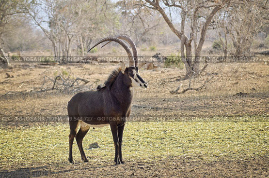 Young sable bull with large antlers on the savnnah in Sounth Africa under the sun. Стоковое фото, агентство Ingram Publishing / Фотобанк Лори