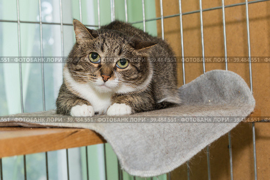 Young scared cat in a cage of an shelter. Стоковое фото, фотограф Okssi / Фотобанк Лори