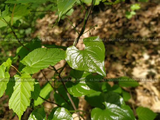 Young shiny green leaves of bindweed. Genus of grasses and shrubs of the family Convolvulus - Convolvulaceae. Close-up. Soft sunlight through the forest foliage. The effect of depth and blur. Стоковое фото, фотограф Юлия Петровская / Фотобанк Лори