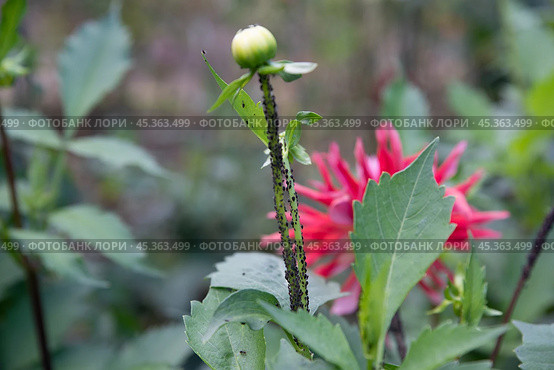 young shoot with black aphid pests attacking a flower. Стоковое фото, фотограф Татьяна Терехина / Фотобанк Лори