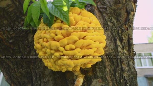 Young sulfur-yellow tinder fungus on a deciduous tree. Edible and useful mushroom. (lat. tinder fungus) Wood-destroying parasite. Стоковое видео, видеограф Дмитрий Кобзев / Фотобанк Лори