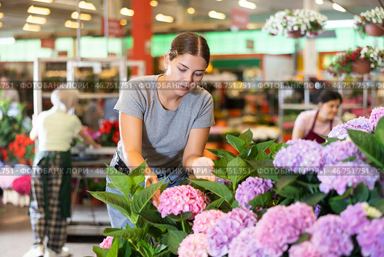 Young woman customer choosing bundle of hydrangea in open-air plants market. Стоковое фото, фотограф Яков Филимонов / Фотобанк Лори