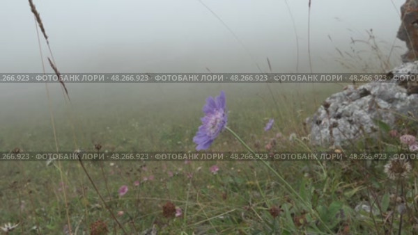 Загадочный цветок в тумане: природа в утреннем свете. Стоковое видео, видеограф Александр Заречнев / Фотобанк Лори