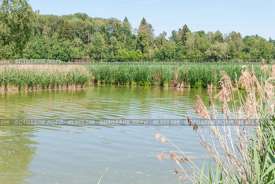 Залив реки заросший тростником обыкновенным (Phragmites australis) (2019 год). Стоковое фото, фотограф Алёшина Оксана / Фотобанк Лори