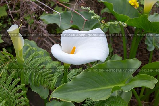 Зантедеския эфиопская (Zantedeschia aethiopica) Стоковое фото, фотограф Ирина Яровая / Фотобанк Лори