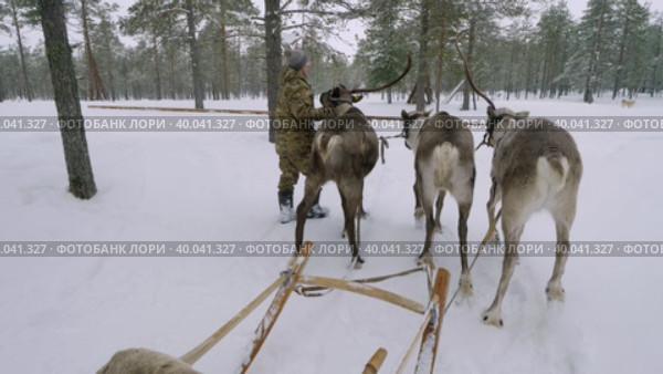 Западная Сибирь, оленевод ханты запрягает северных оленей в нарты. Western Siberia, reindeer herder of the Khanty people harnesses reindeer in sledge. Стоковое видео, видеограф Евгений Романов / Фотобанк Лори