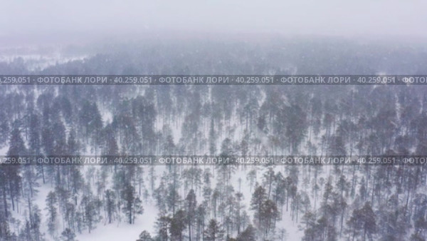 Западная Сибирь: сильный снегопад в зимней тайге. Вид с воздуха. Western Siberia: a heavy snowfall in the winter taiga. Aerial view. Стоковое видео, видеограф Евгений Романов / Фотобанк Лори