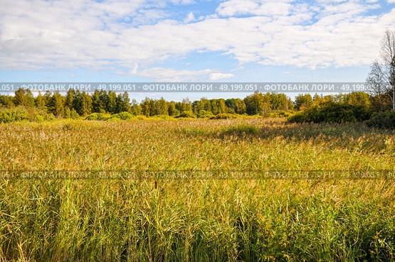 Заросли рогоза. Тюменская область. Ялуторовский район. Стоковое фото, фотограф Александр Тараканов / Фотобанк Лори