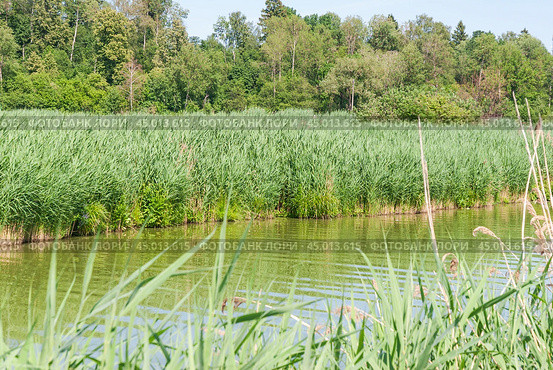 Заросли тростника обыкновенного (Phragmites australis) (2019 год). Стоковое фото, фотограф Алёшина Оксана / Фотобанк Лори