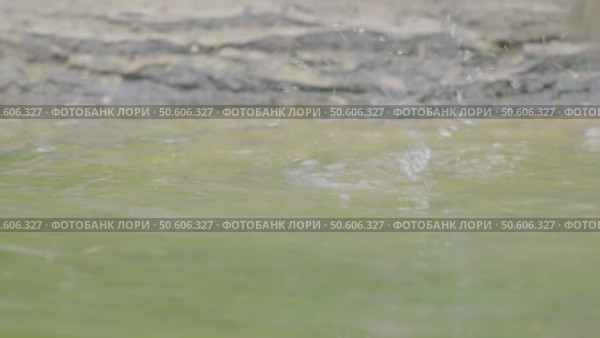 Зарянка или малиновка птица купается в лесной луже, Erithacus rubecula. Стоковое видео, видеограф Дмитрий Якубович / Фотобанк Лори