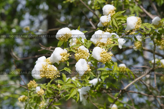 Зацветающая бузина красная (лат. Sambucus racemosa) после снегопада в начале мая. Стоковое фото, фотограф Елена Коромыслова / Фотобанк Лори