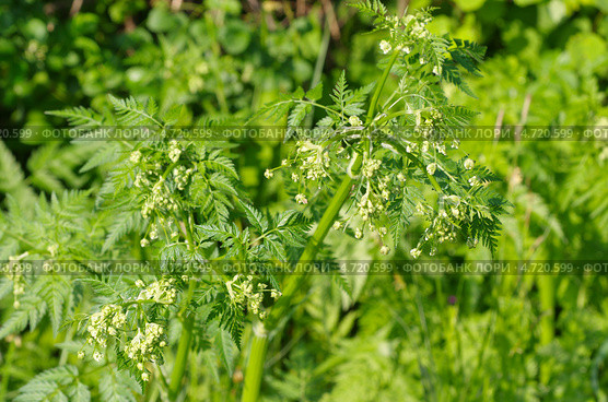 Зацветающая дикая морковь (Daucus carota) Стоковое фото, фотограф Елена Коромыслова / Фотобанк Лори