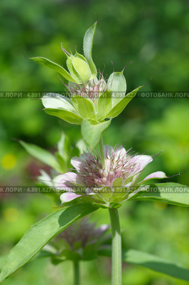 Зацветающий лимонный бергамот (Monarda citriodora) Стоковое фото, фотограф Елена Коромыслова / Фотобанк Лори