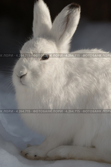 Заяц-беляк - (Lepus timidus) Стоковое фото, фотограф Пышный Максим / Фотобанк Лори
