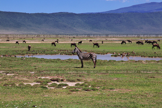 Zebra on safari in Kenia and Tanzania, Africa (2017 год). Стоковое фото, фотограф Сергей Стрелков / Фотобанк Лори
