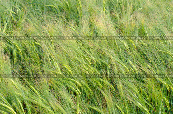 Зеленое поле ячменя (лат. Hordeum), фон. Стоковое фото, фотограф Елена Коромыслова / Фотобанк Лори
