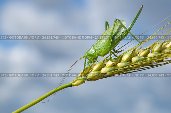 Зелёный кузнечик (лат. Tettigonia viridissima) на колоске ржи крупным планом. Стоковое фото, фотограф Елена Коромыслова / Фотобанк Лори