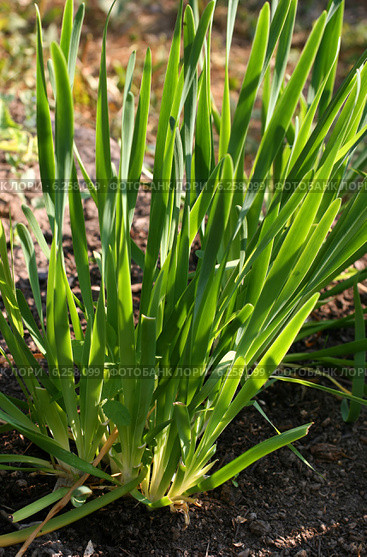 Зеленый лук слизун растет на грядке (Лук поникающий, Allium nutans) Стоковое фото, фотограф Щеголева Ольга / Фотобанк Лори