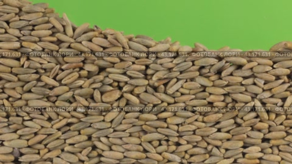 Зерна ржи закрывают(заполняют) зеленый экран . Крупный план. Rye grains close the (to bury) green screen. Стоковое видео, видеограф Александр Собко / Фотобанк Лори