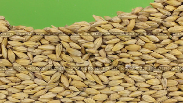 Зерна ячменя закрывают(заполняют) зеленый экран . Крупный план. Barley grains close the (to bury) green screen. Стоковое видео, видеограф Александр Собко / Фотобанк Лори