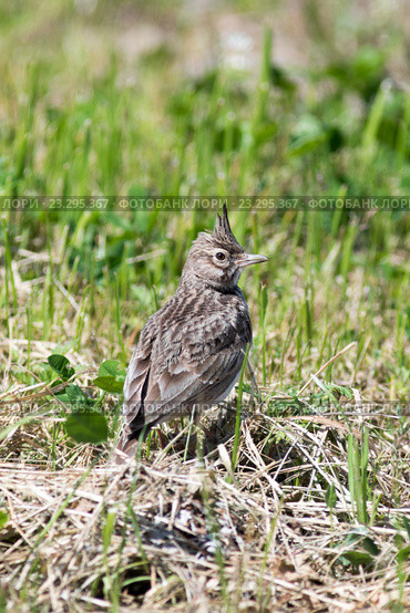 Жаворонок хохлатый. Crested Lark (Galerida cristata). Стоковое фото, фотограф Василий Вишневский / Фотобанк Лори