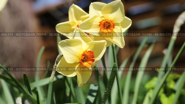 Желтые нарциссы Yellow daffodils (Narcissus poeticus) Стоковое видео, видеограф Ольга Сейфутдинова / Фотобанк Лори