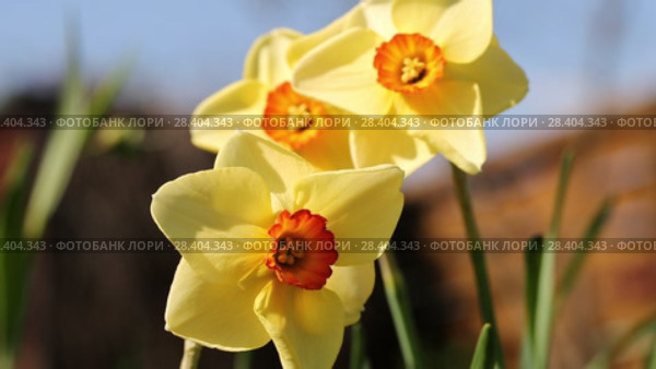 Желтые нарциссы Yellow daffodils (Narcissus poeticus) Стоковое видео, видеограф Ольга Сейфутдинова / Фотобанк Лори