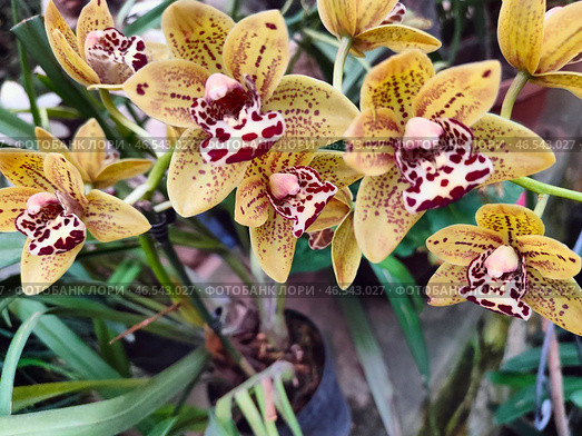 Желтые орхидеи Cymbidium. Стоковое фото, фотограф Мария Сергеева / Фотобанк Лори