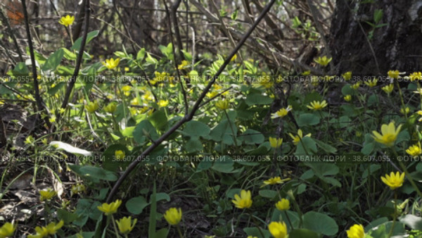 Желтые цветы Чистяк весенний (Lesser Celandine) среди кустов и деревьев в весеннем лесу. Стоковое видео, видеограф Mixail59 / Фотобанк Лори
