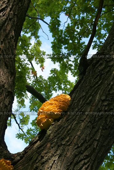 Желтый древесный гриб на стволе дуба. Трутовик серно-жёлтый, Laetiporus sulphureus. Стоковое фото, фотограф Щеголева Ольга / Фотобанк Лори