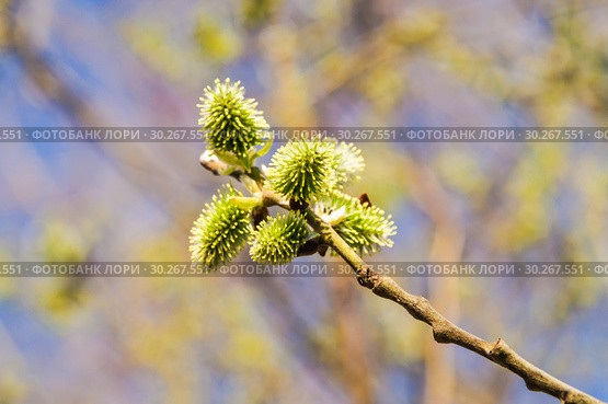 Женские соцветия цветущей ивы козьей (Salix caprea) Стоковое фото, фотограф Алёшина Оксана / Фотобанк Лори