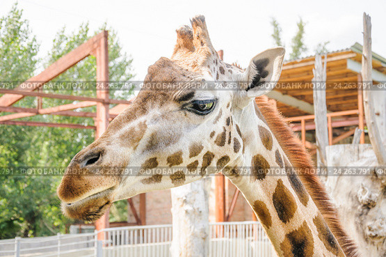 Жираф Ротшильда (Giraffa camelopardalis rothschildi) (2015 год). Стоковое фото, фотограф Алёшина Оксана / Фотобанк Лори