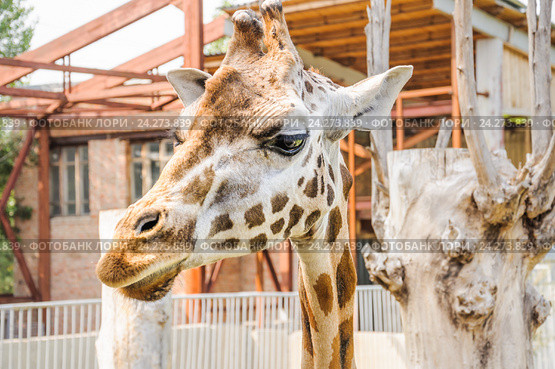 Жираф Ротшильда (Giraffa camelopardalis rothschildi) в зоопарке Ростова-на-Дону (2015 год). Стоковое фото, фотограф Алёшина Оксана / Фотобанк Лори
