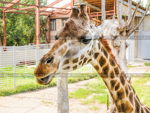 Жираф Ротшильда (Giraffa camelopardalis rothschildi) облизывается в зоопарке Ростова-на-Дону (2015 год). Стоковое фото, фотограф Алёшина Оксана / Фотобанк Лори