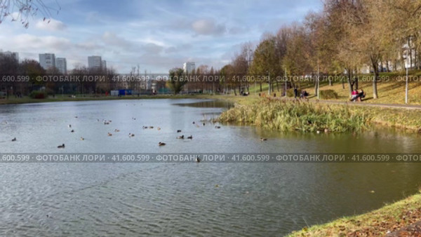 Живописный водоем в городе. Утки плавают у берега. Осень, ноябрь, солнечный день. Красный пруд в Чертаново, город Москва (2023 год). Стоковое видео, видеограф Щеголева Ольга / Фотобанк Лори