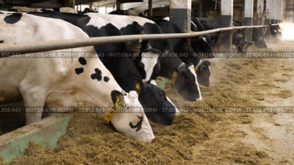 Животноводческая ферма зимой, коровник. Коровы едят сено. Cattle breeding farm in winter, сowshed. Cows eat hay. Стоковое видео, видеограф Евгений Романов / Фотобанк Лори