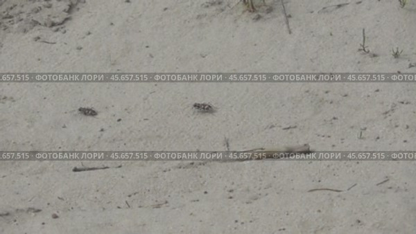 Жук-скакун Cicindela soluta. Стоковое видео, видеограф Александр Мамонтов / Фотобанк Лори