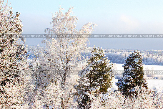 Зимний лес. Стоковое фото, фотограф Исадская Майя / Фотобанк Лори