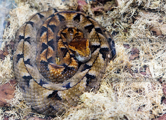 Змея Малайский щитомордник Malayan Pit Viper. Стоковое фото, фотограф Галина Савина / Фотобанк Лори