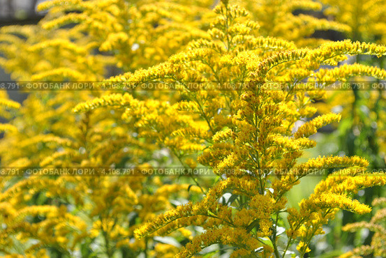 Золотарник канадский (лат. Solidago) Стоковое фото, фотограф lana1501 / Фотобанк Лори