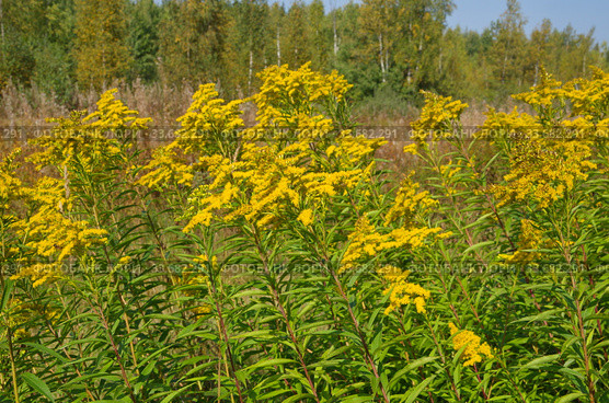 Золотарник канадский (лат. Solidago canadensis) цветет на опушке леса. Стоковое фото, фотограф Елена Коромыслова / Фотобанк Лори