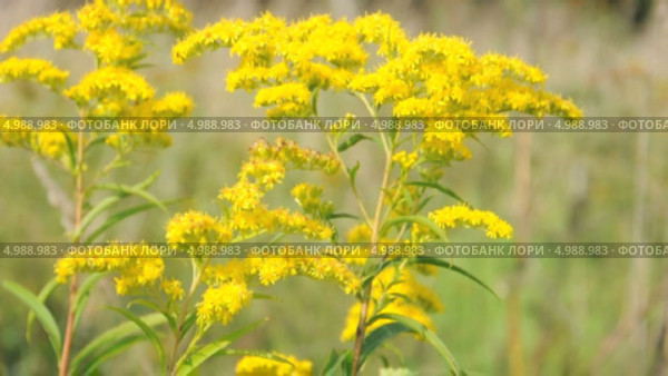 Золотарник канадский (Solidago canadensis) Стоковое видео, видеограф Алёшина Оксана / Фотобанк Лори