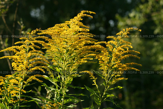 Золотарник канадский (Solidago canadensis L.) Стоковое фото, фотограф Щеголева Ольга / Фотобанк Лори