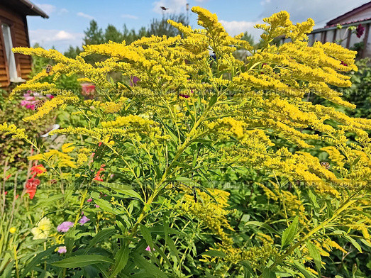 Золотарник обыкновенный, или Золотая розга (лат. Solidago virgaurea) — многолетнее травянистое растение. Растёт в светлых лесах, встречается по лесным опушкам, полянам, вырубкам, среди кустарников, на лугах, в придорожных насаждениях. Стоковое фото, фотограф Сергей Елизарьев / Фотобанк Лори