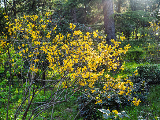 Золотисто-желтые цветы форзиции (Forsythia) в лучах весеннего солнца на фоне зеленого южного парка. Стоковое фото, фотограф Сергей Никифоров-Гордеев / Фотобанк Лори