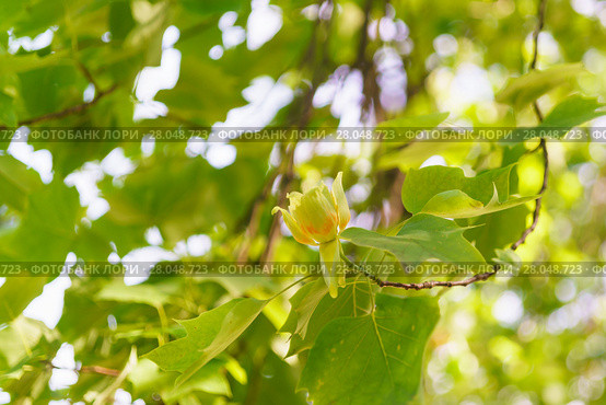Золотистый цветок лиридендрона (лат. Liriodendron tulipifera) семейства  Магнолиевые (лат. Magnoliaceae) Стоковое фото, фотограф Наталья Гармашева / Фотобанк Лори