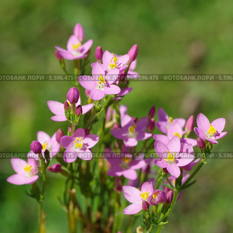 Золототысячник обыкновенный (лат. Centaurium) Стоковое фото, фотограф Елена Коромыслова / Фотобанк Лори